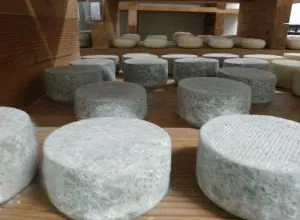 10 Días donde el protagonista es “EL QUESO”