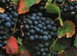 Francia, Chile y Argentina se llevan los primeros lugares del Malbec International Competition