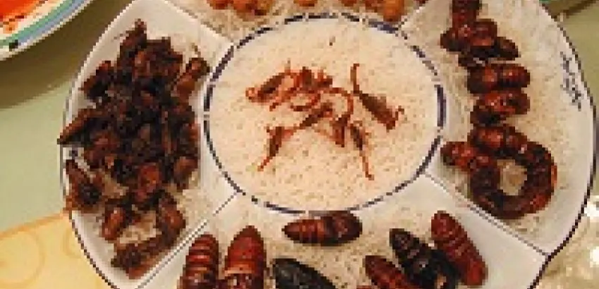 ¿Los insectos serán el alimento del futuro? ¿Los insectos serán el alimento del futuro?