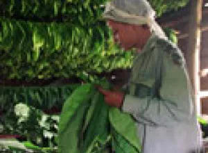 Cuba asegura que cumplirá con sus exportaciones de Habanos