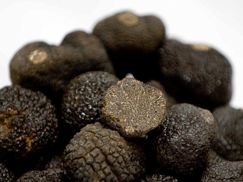 trufa negra de soria