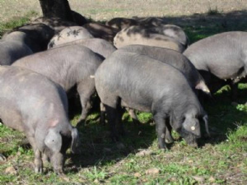 Jabugo, referente gastronómico