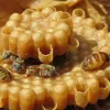 Miel de abeja melipona