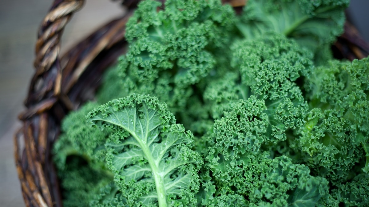 Kale-alimentos-beneficiosos-pa-el-organismo