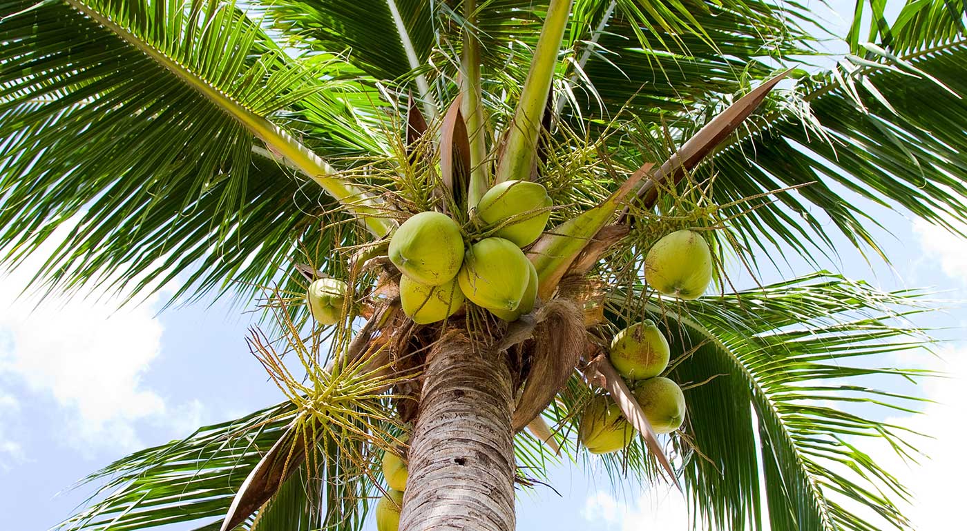  Aromas-produccion-de-coco-baracoa-Cuba