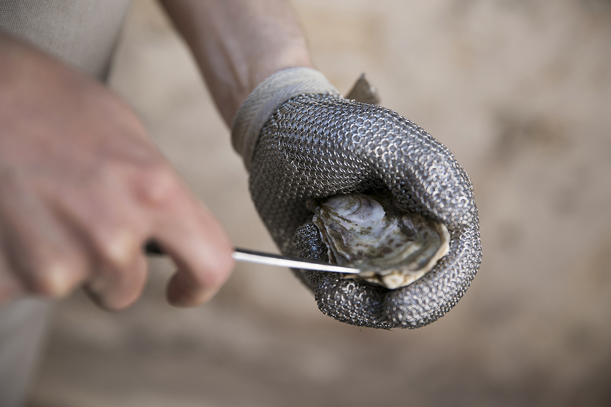 12 Campeonato de España de Abridores de Ostras