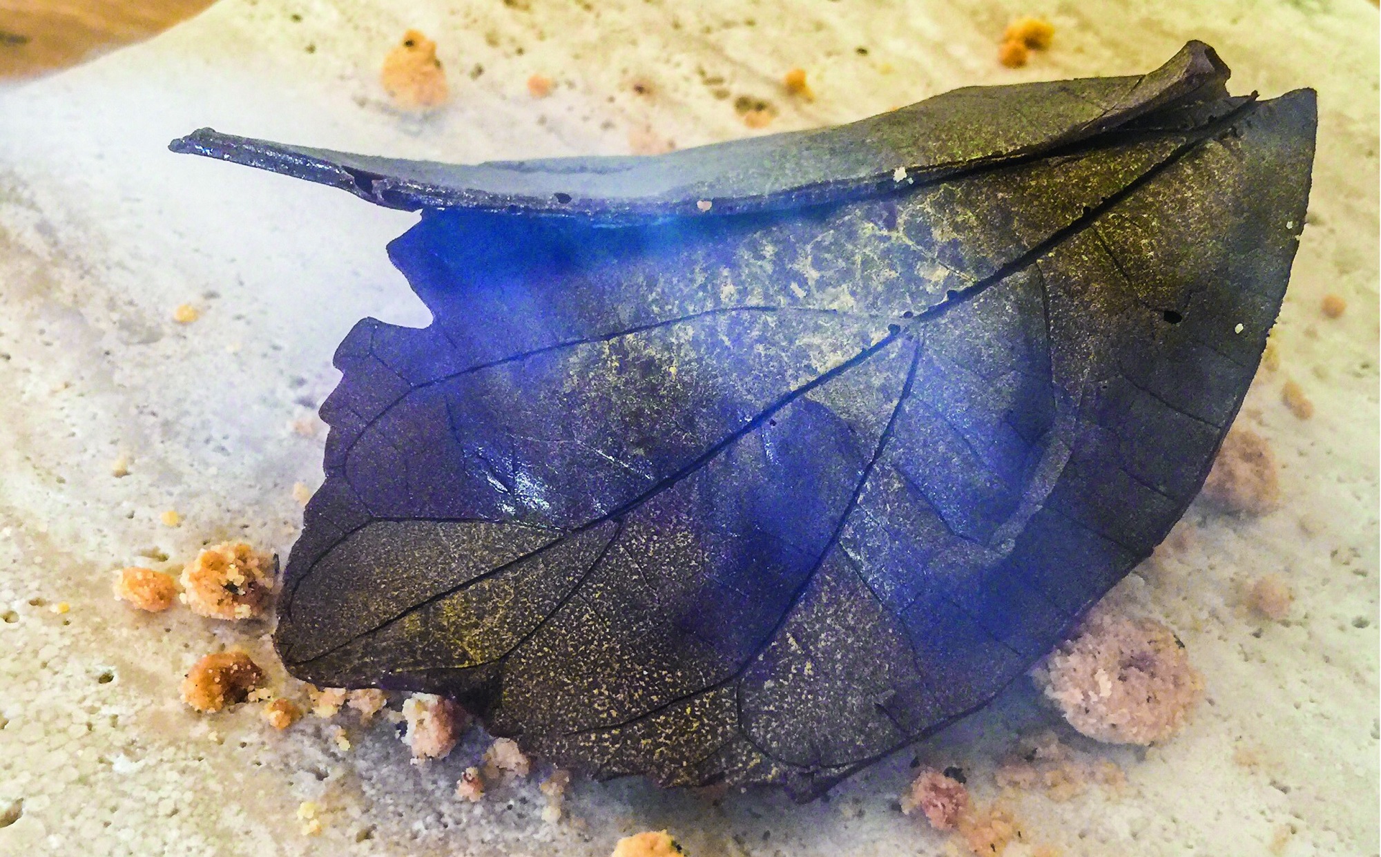 Helado stracciatella blanco de café con ron, Habano y chocolate