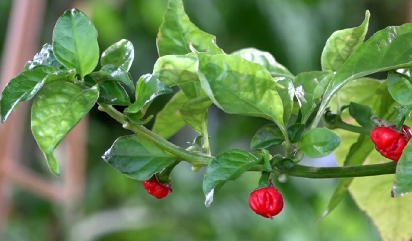 aji-aliento-de-dragon 