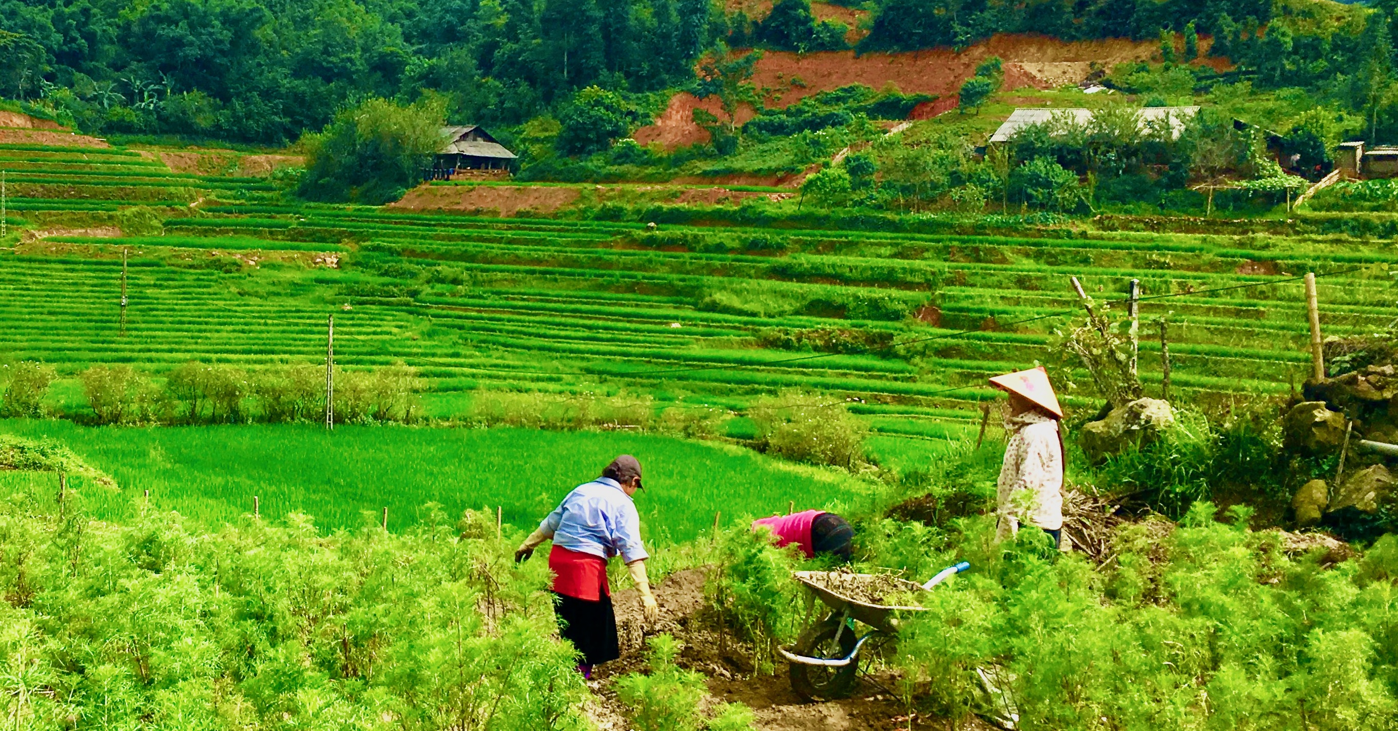 gastronomía sostenible 