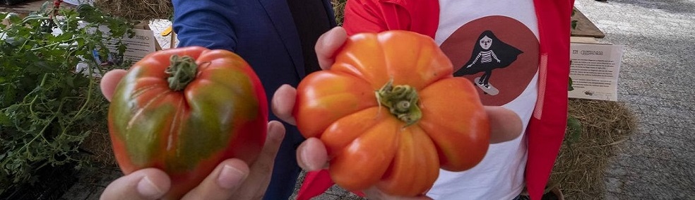 Feria Nacional del Tomate Antiguo