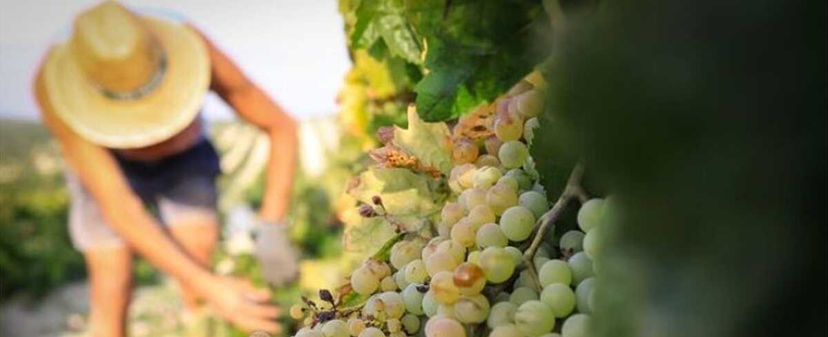 vendimia Marco de Jerez