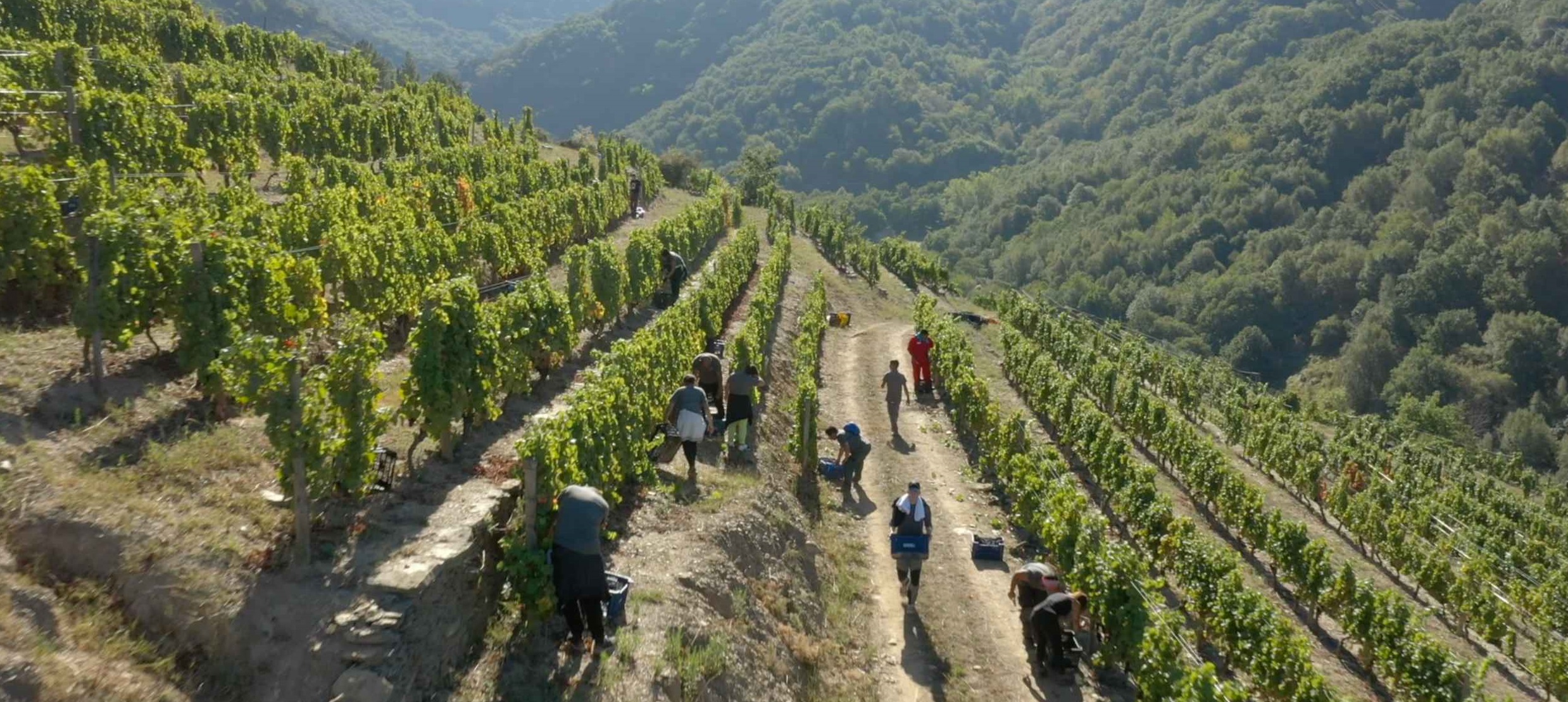 Viñedos Ponte Da Boga