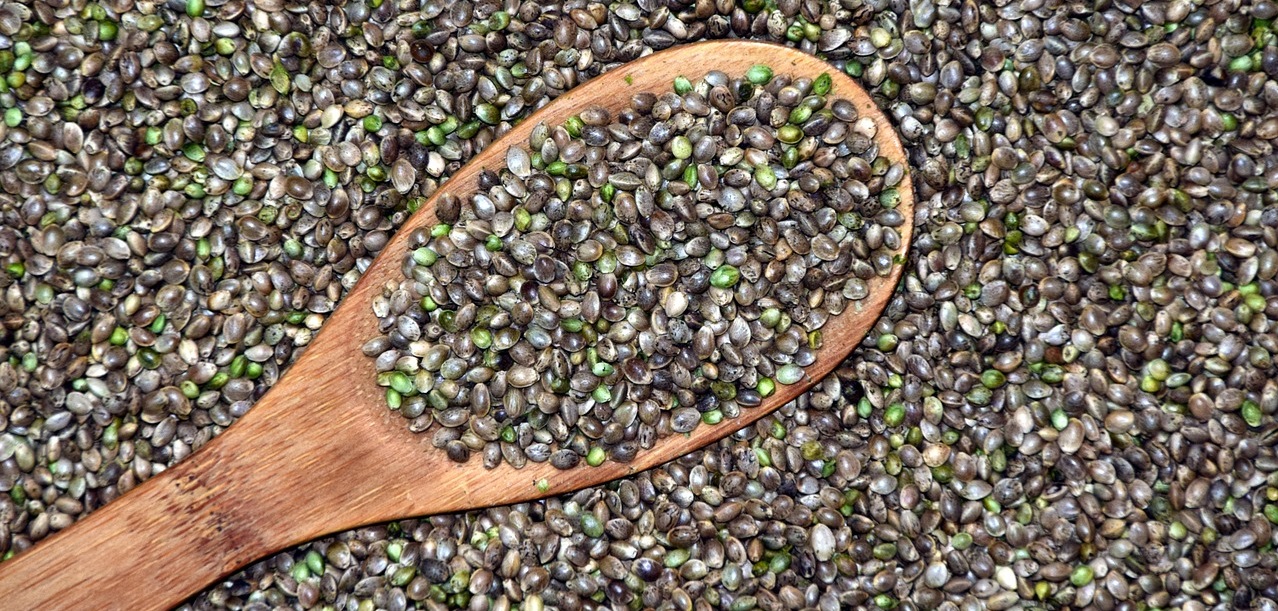 semilla de hemp