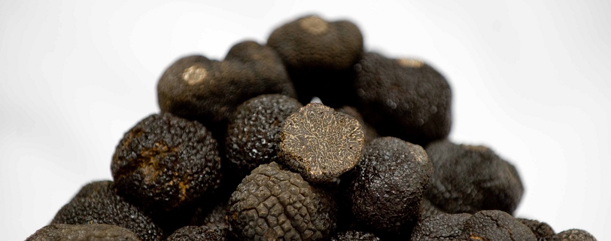 trufa negra de soria