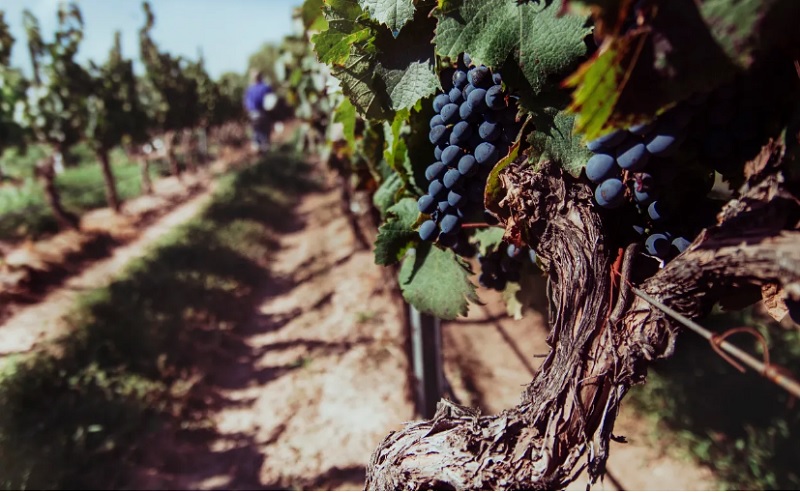 Día Mundial del Malbec