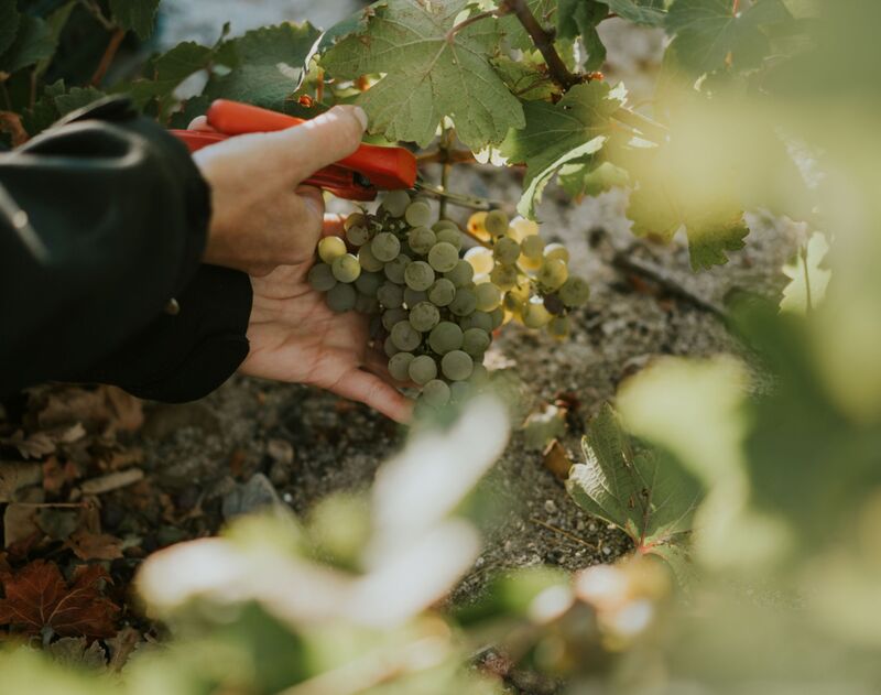 vendimia de Bodegas José Pariente 