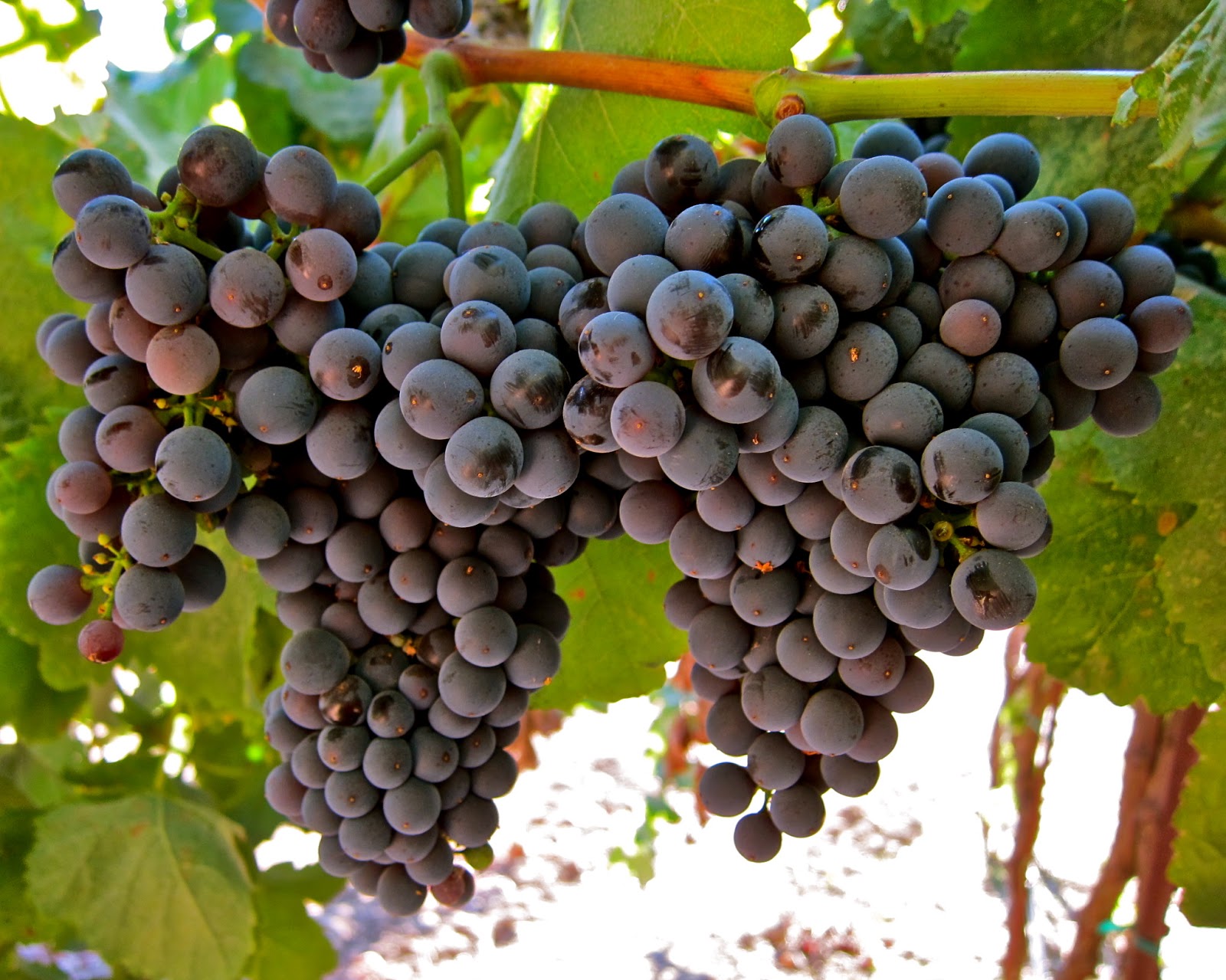 Uva tannat