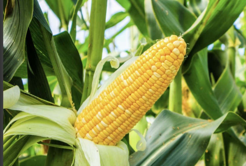 Maíz 