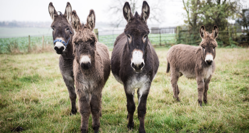 recuperación de raza de asno
