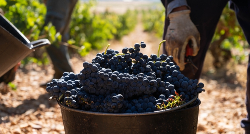 vendimia DO Cigales 2024