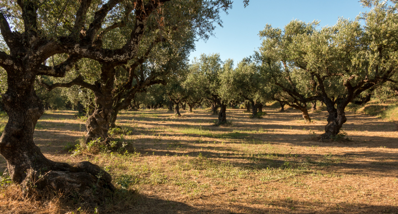 oleoturismo academy españa