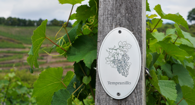 uva tempranillo