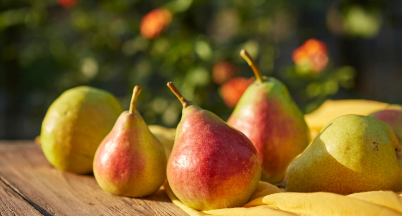 dia mundial de la pera
