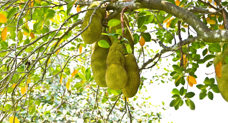 jackfruit