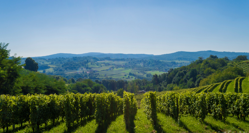 vinos-eslavonia-croacia