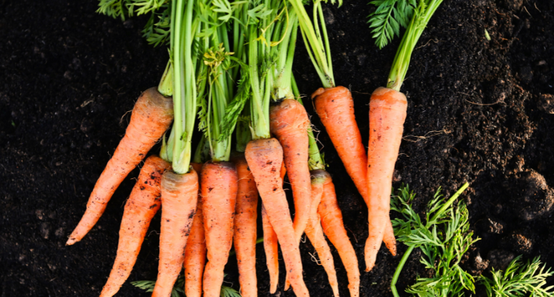 zanahoria-oro-juventud