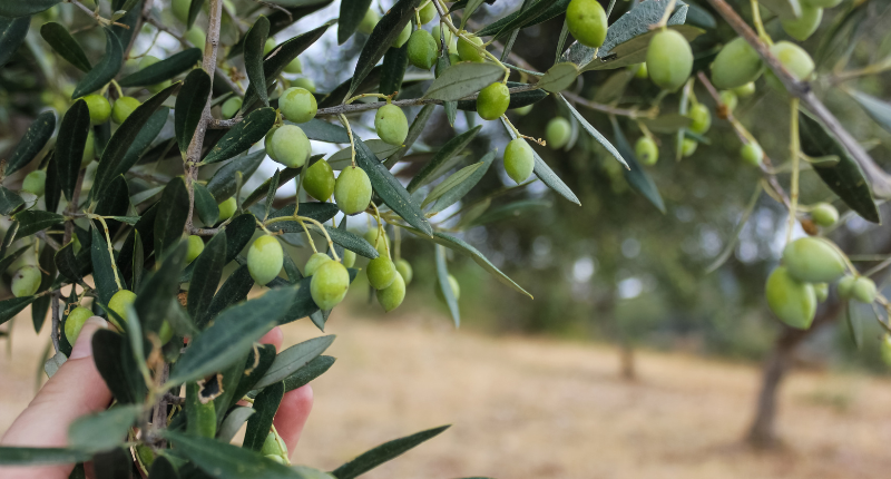 Mundolivar 2025: el mayor congreso oleícola del mundo llega a Córdoba