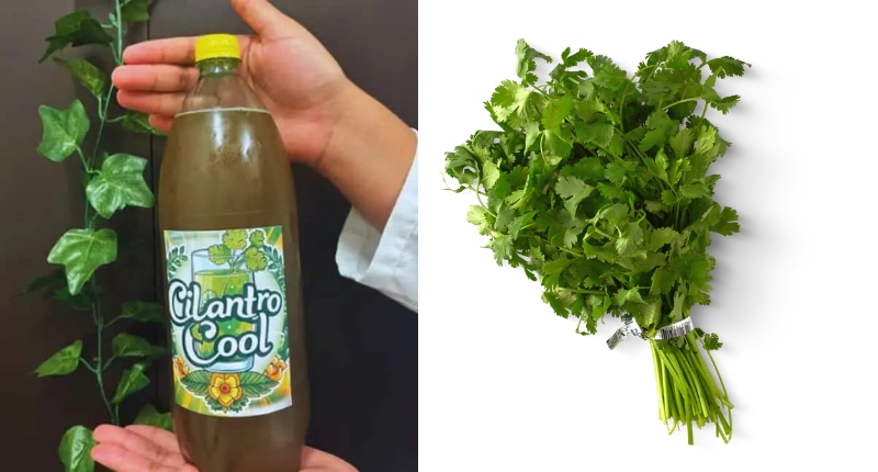 cilantro cool