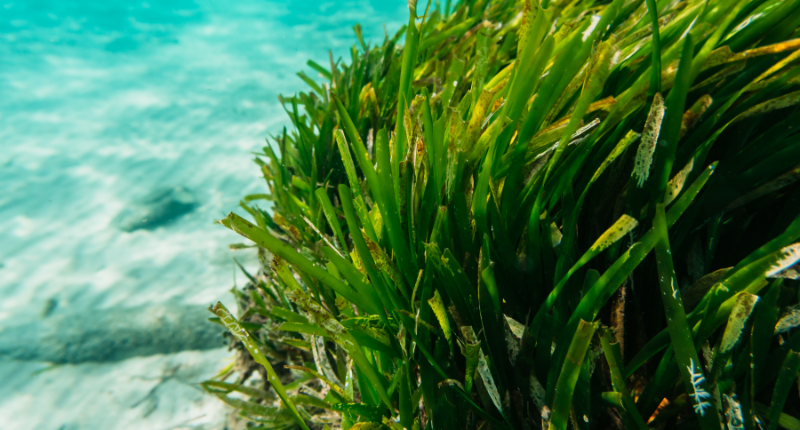 La huerta submarina que conquista la alta cocina