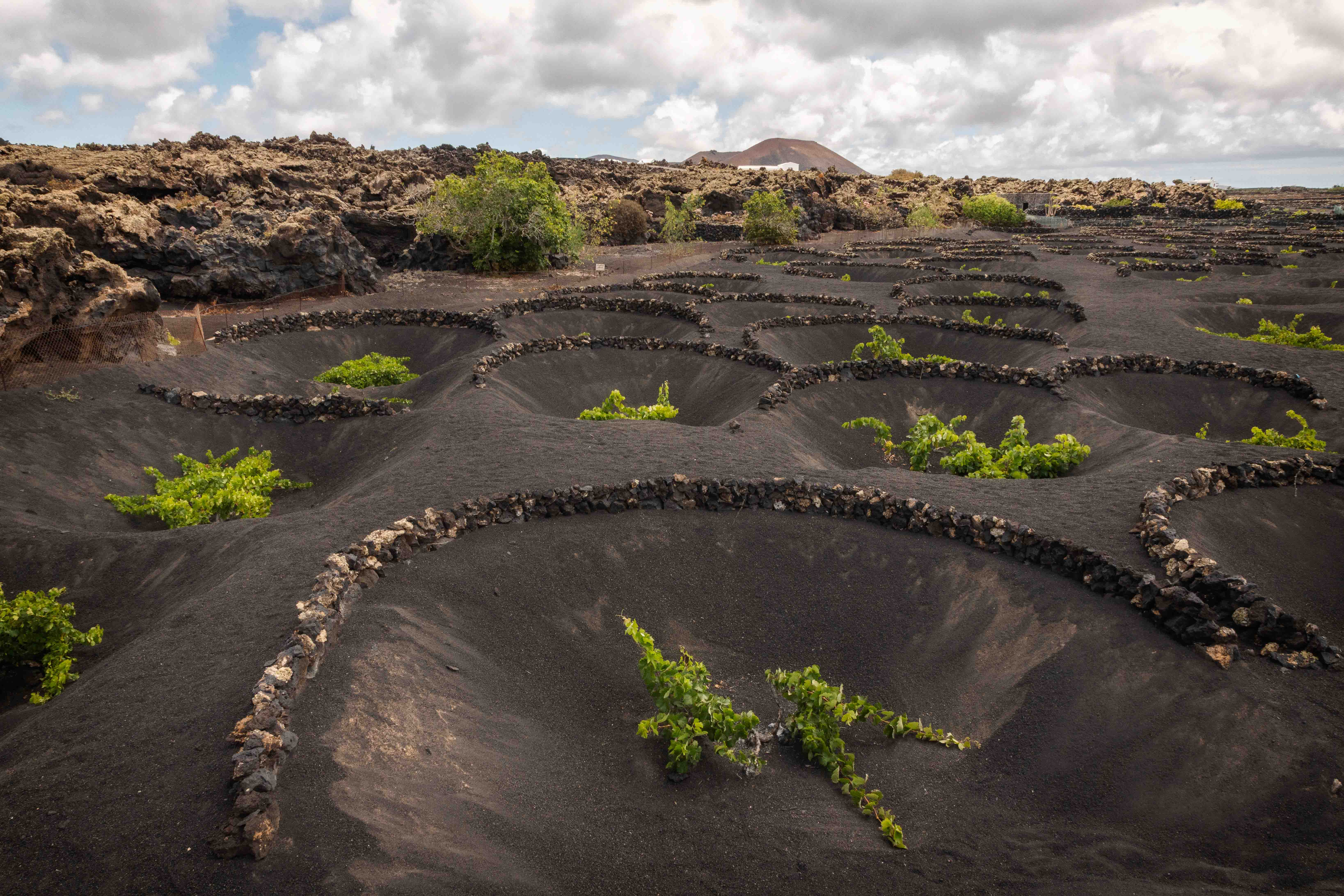 viñedos bodega el Grifo Lanzarote