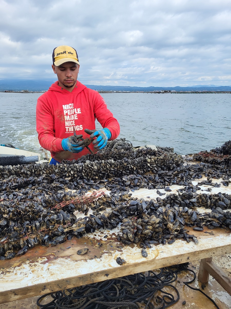 Sembrando la semilla del mejillón