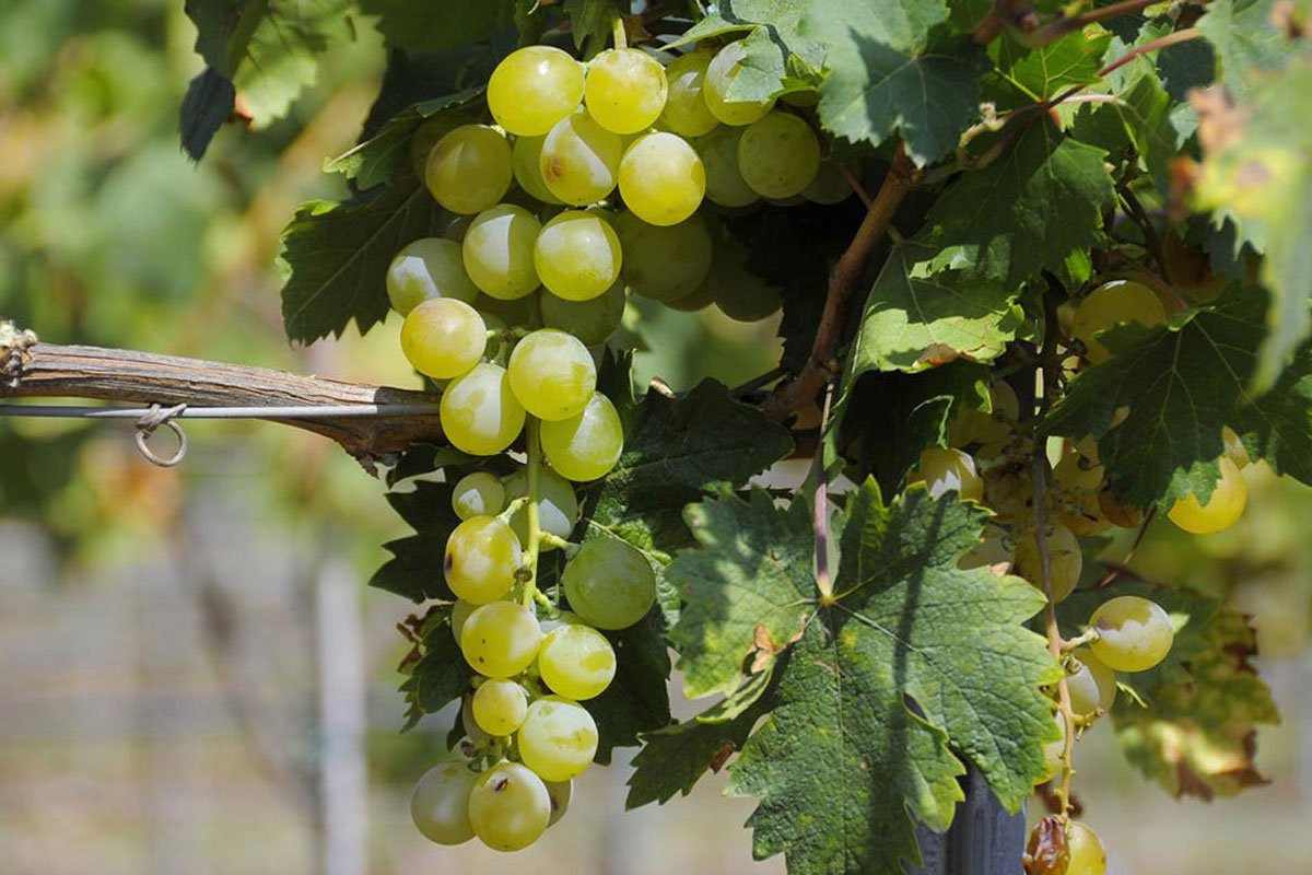 Uva moscatel-viñedo