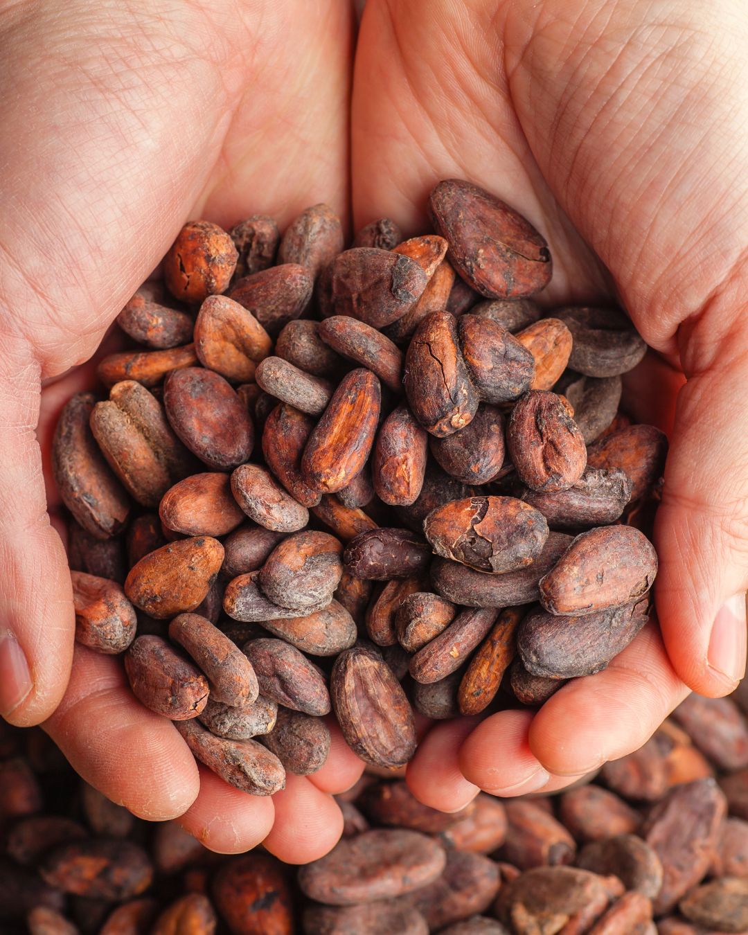 cacao en grano