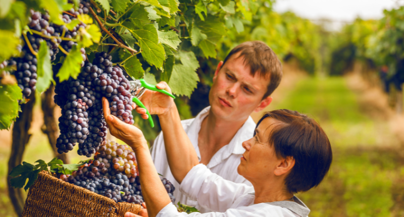 enoturismo vendimia francia