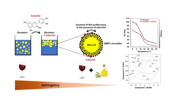 vino tinto-queso-aceite-armonia