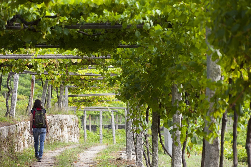 Rutas-de-Vino-Camino-de-Santiago