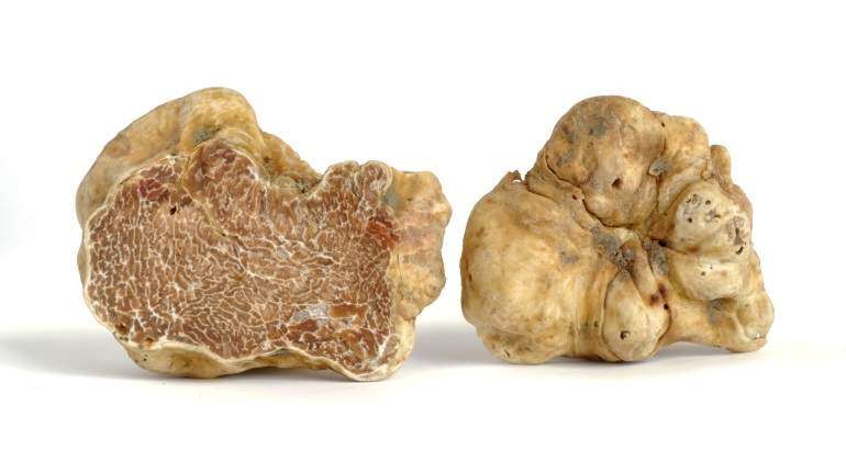 trufa blanca