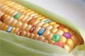 Los alimentos transgénicos siguen siendo rechazados por los consumidores