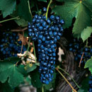 Syrah, perfecta para darle la bienvenida al otoño