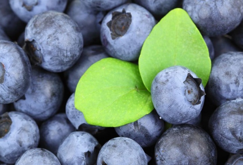 El arándano chileno aterriza en la India como un producto gourmet