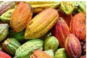 El mejor chocolate del mundo se hace con cacao orgánico dominicano