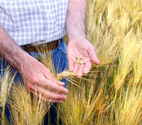 Fondo Monetario Internacional advierte por subida de precio de los alimentos