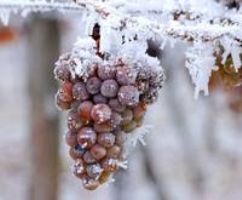 El Vino del hielo en los Terroir extremos