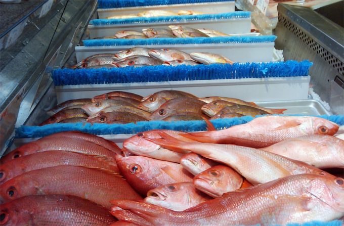 Las especies de peces más grandes son las más vulnerables y amenazadas por la sobrepesca