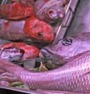 No todos los peces están aptos para ser freídos