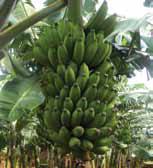 Plátano, el cuarto alimento